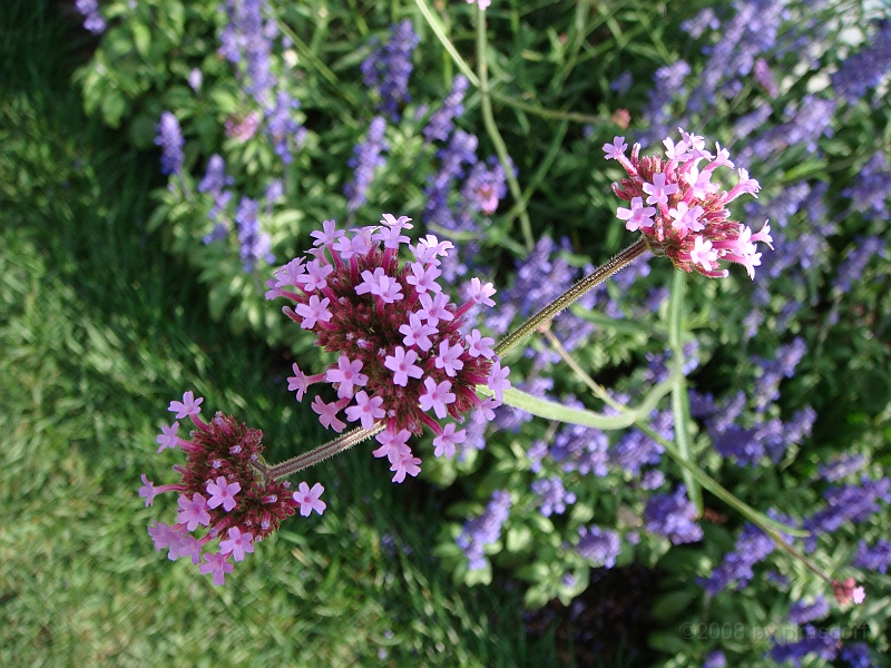 184 Longwood Gardens [2008 August 23].JPG - Longwood Gardens in Pennsylvania